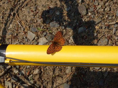 GDMBR: Butterfly Visited.